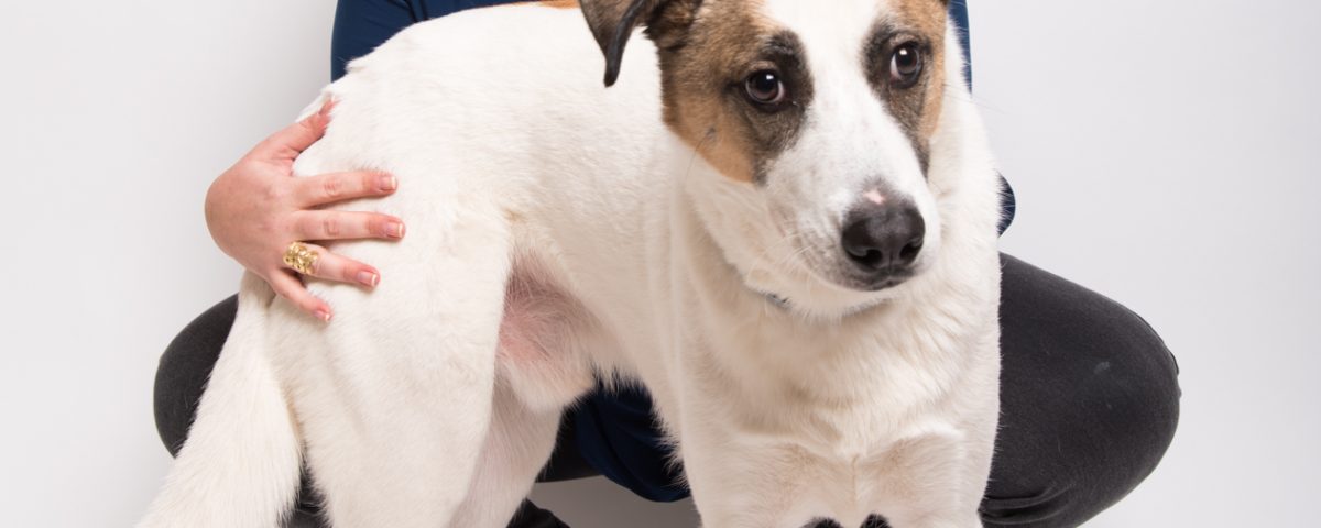 ביטוח חיות מחמד